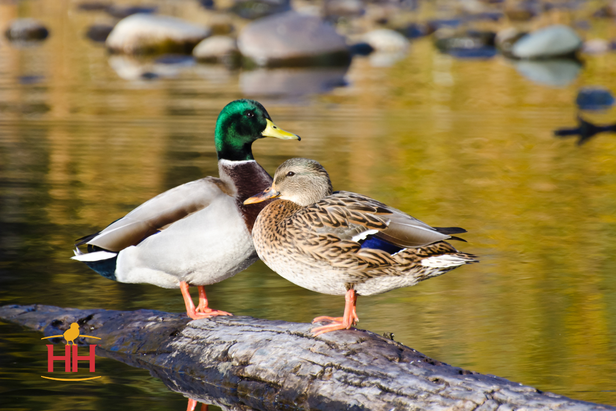 Hoover S Hatchery   Mallard Duck Website Image 